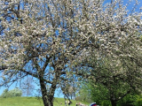 2018_04_21_cebelarji_planinci-43